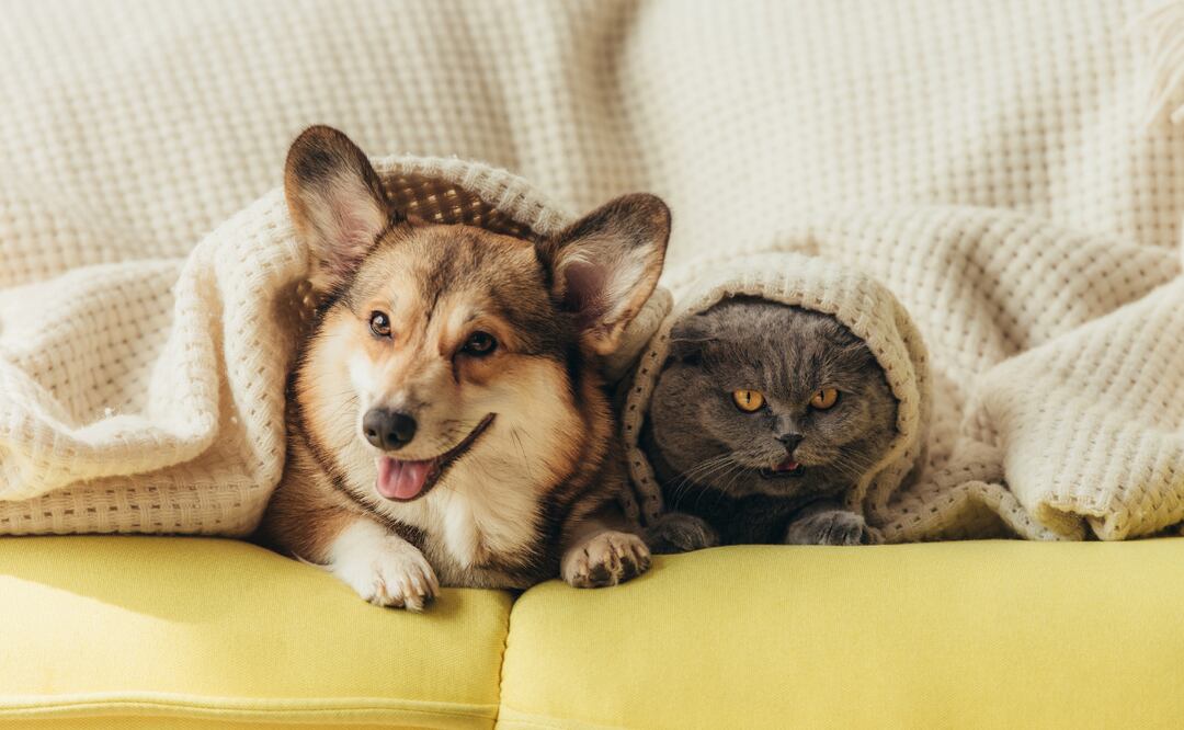 Una cartilla de vacunación al corriente es el principal objetivo de un cuidador, pues esto puede proteger a la mascota contra cualquier enfermedad | Imagen ilustrativa