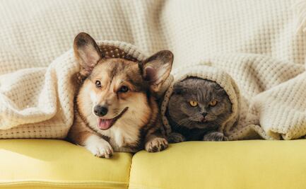 Recomiendan proteger sistema inmunológico de las mascotas