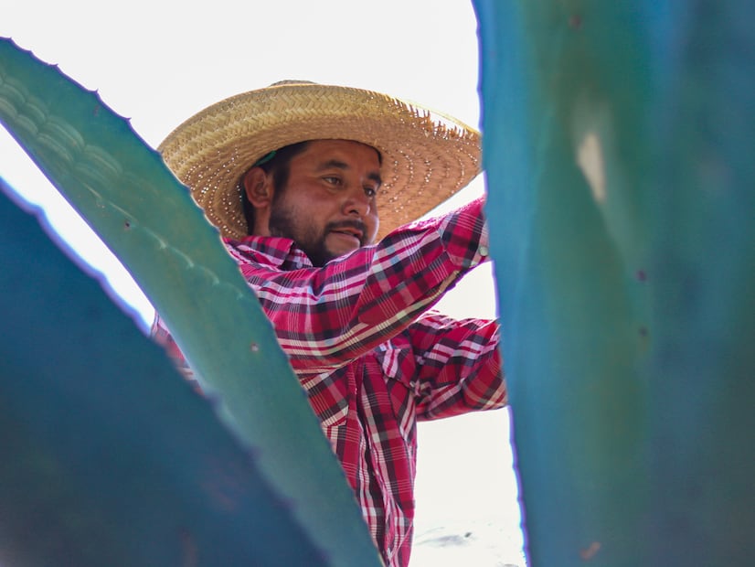 Defensores del maguey: una lucha por la tierra, el agua y la vida en Jalapilla | Foto: Josué Ortiz