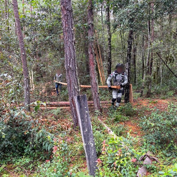 Profepa y Guardia Nacional aseguran más de 2.5 m³ de madera ilegal en Hidalgo | Foto: especial