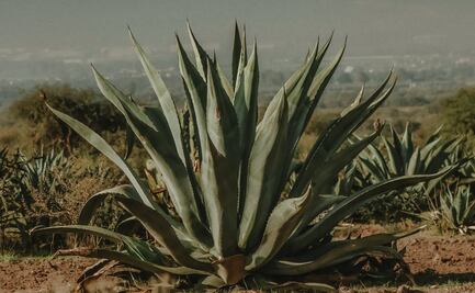 Inconformidad en el sector agrícola por posible reversión de la veda del maguey en Hidalgo