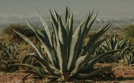 Inconformidad en el sector agrícola por posible reversión de la veda del maguey en Hidalgo