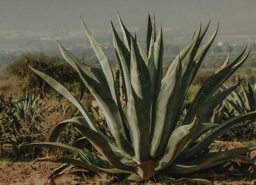Inconformidad en el sector agrícola por posible reversión de la veda del maguey en Hidalgo