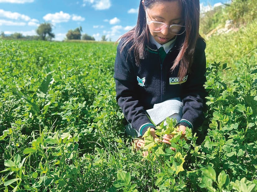 Los tres jóvenes coincidieron en que buscan reducir la contaminación con ese biopolímero, ya que es altamente biodegradable y, aunque las personas lo tiren en vía pública, el producto se degrada y le brinda nutrientes a otras plantas, incluida la raíz I Foto: Lourdes Naranjo