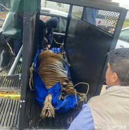 Zoológico de Tulancingo resguarda a cuatro grandes felinos por instrucción de autoridades ambientales