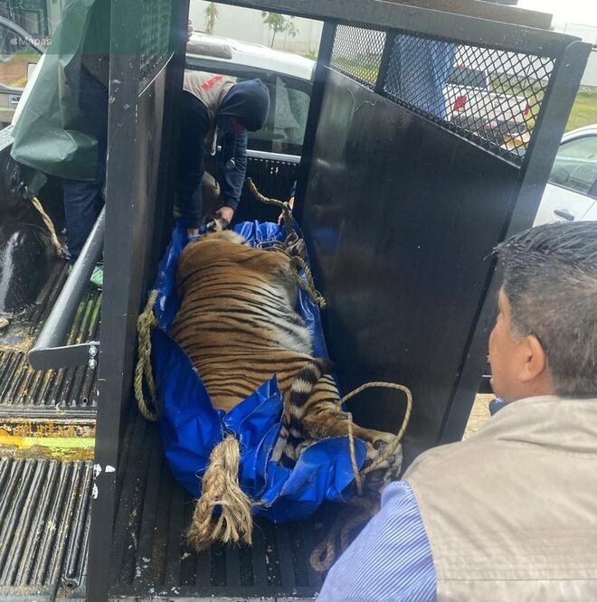 Están en cuarentena, con atención veterinaria y una dieta adecuada para su recuperación | Foto: especial