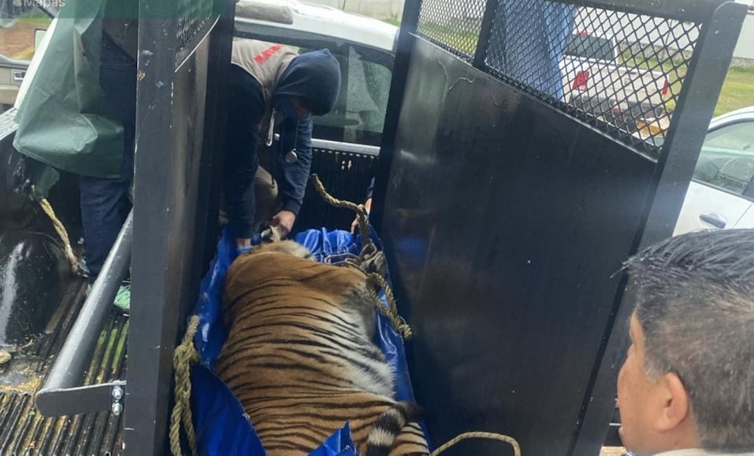 Están en cuarentena, con atención veterinaria y una dieta adecuada para su recuperación | Foto: especial