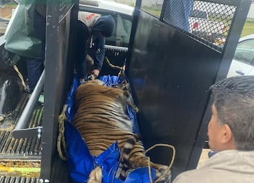 Zoológico de Tulancingo resguarda a cuatro grandes felinos por instrucción de autoridades ambientales