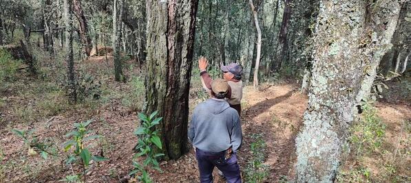 Silvicultores hidalguenses atentos ante el inició de calor por incendios forestales