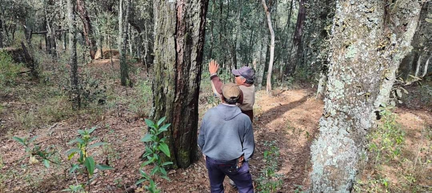 La plaga del gusano descortezador es la que más afecta; en el 2021 cerca de 25 mil metros de bosque estaban en esta condición que se aminora.