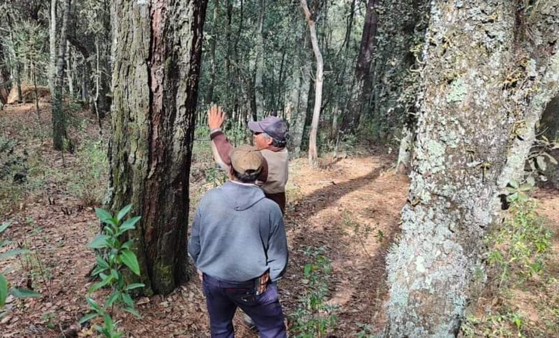 La plaga del gusano descortezador es la que más afecta; en el 2021 cerca de 25 mil metros de bosque estaban en esta condición que se aminora.
