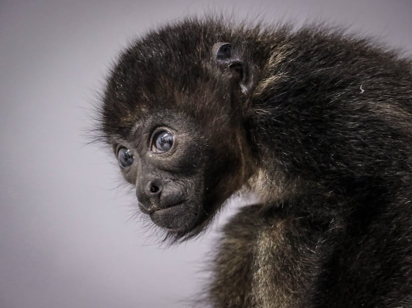 Rescatan a cría de mono aullador en peligro de extinción I Foto: Unidad de Rescate, Rehabilitación y Reubicación de Fauna Silvestre de Pachuca