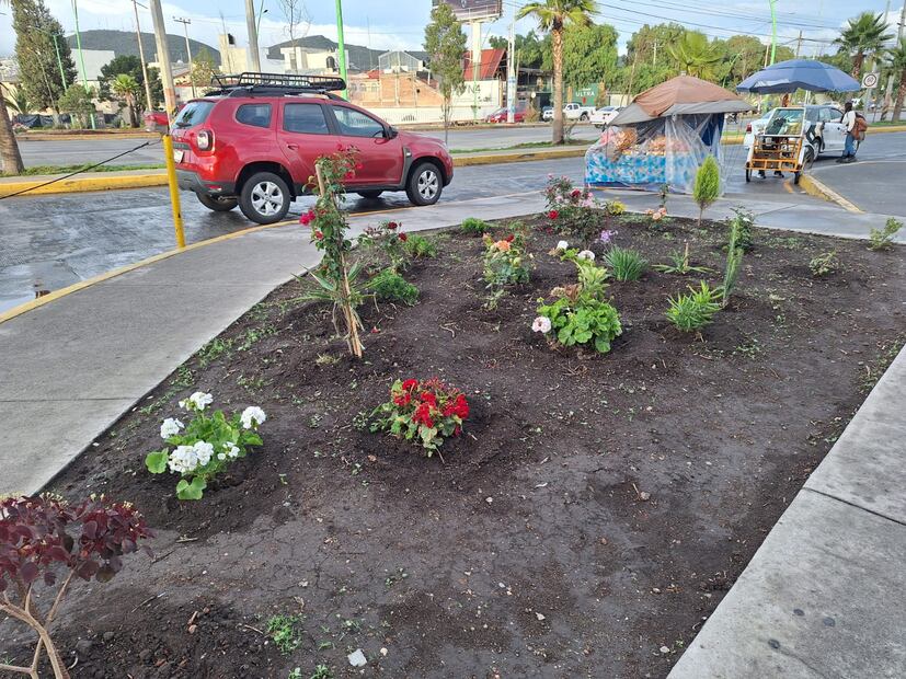 Taxistas de Pachuca plantan arbolitos frutales para contribuir al medio ambiente | Foto: Cinthya Carbajal