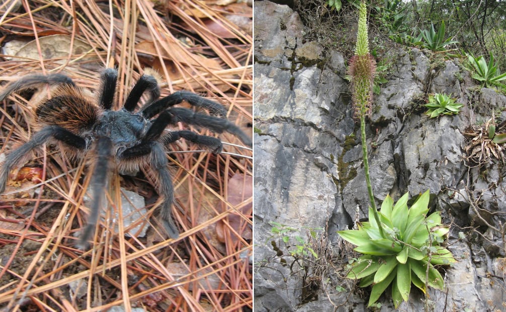 Riqueza ecológica y especies únicas | Fotos: Wikimedia Commons