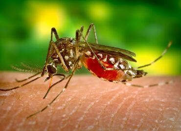 San Felipe Orizatlán en foco rojo por incremento de casos de dengue