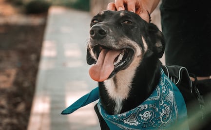 Analizan reforma para deducir gastos médicos para mascotas