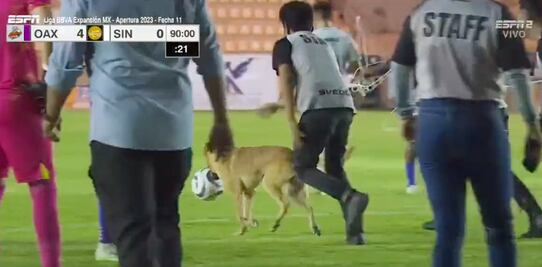 Perro interrumpe partido, poncha el balón en Liga de Expansión
