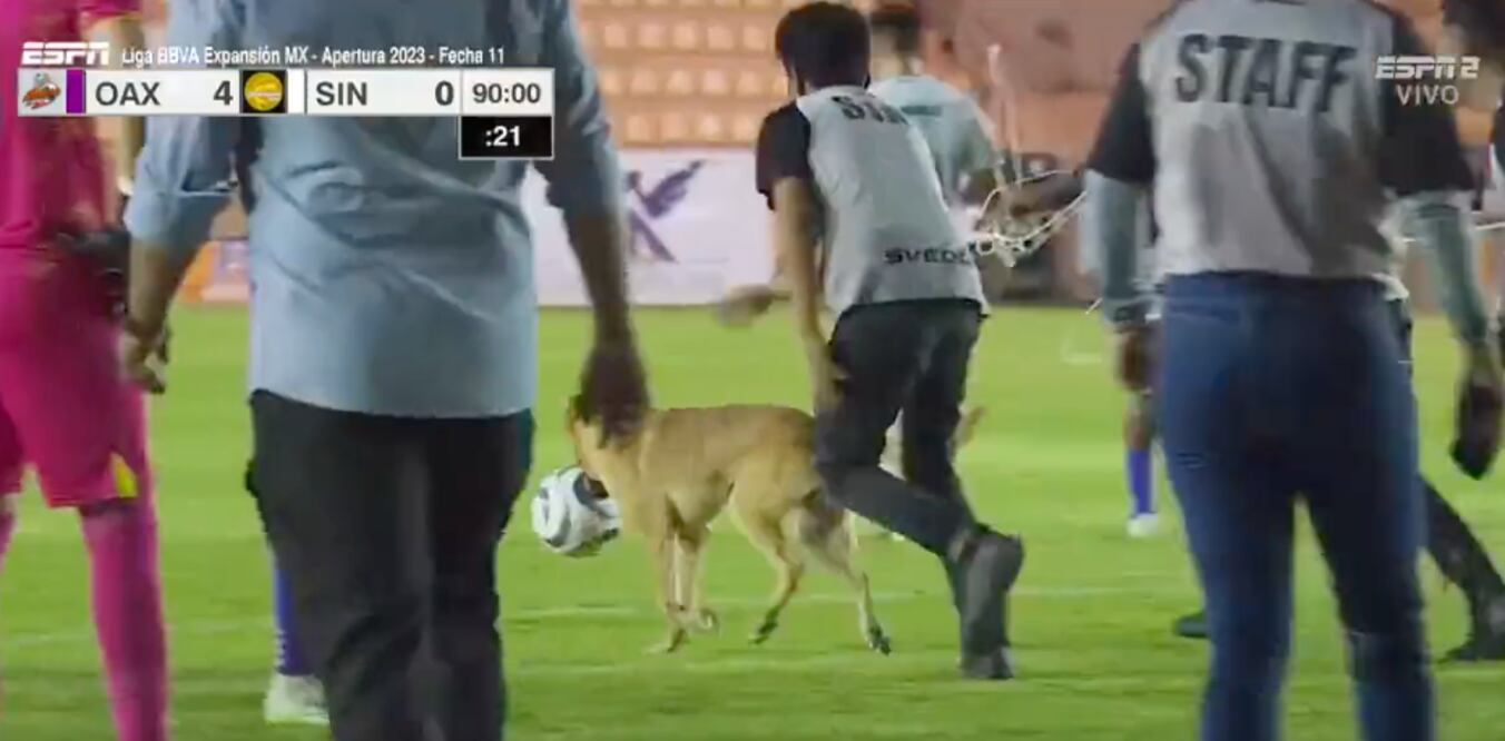 Un perro se robó el balón en los minutos finales del partido entre Dorados y Alebrijes Foto: Tomada de la transmisión