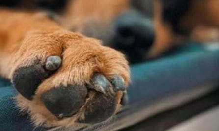 Hasta 10 denuncias de maltrato animal en Tizayuca tienen detectado Prevención del Delito