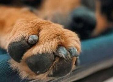 Hasta 10 denuncias de maltrato animal en Tizayuca tienen detectado Prevención del Delito