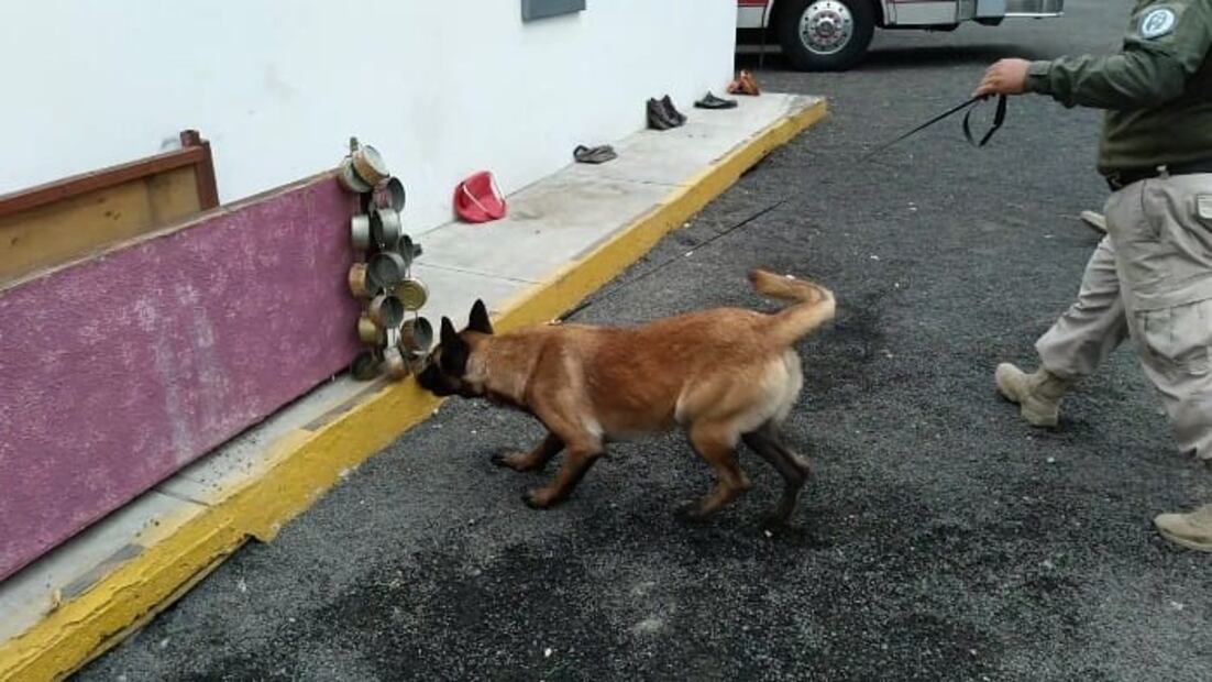 12 elementos policiales integra la unidad “K-Nine” en la policía de Mineral de la Reforma Foto: Carlos Jurado