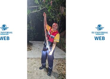 Capturan una boa constrictor en un domicilio de Huejutla