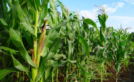 SADER reporta baja pérdida de producción agrícola en 2025