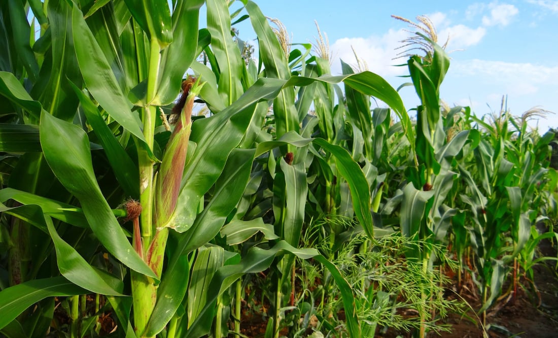 El kilo de maíz lo están pagando en alrededor de 5 pesos | Imagen ilustrativa