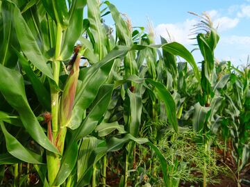 SADER reporta baja pérdida de producción agrícola en 2025