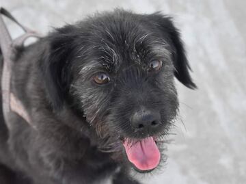 Perrotón 2023, en su séptima edición este domingo