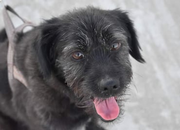 Perrotón 2023, en su séptima edición este domingo