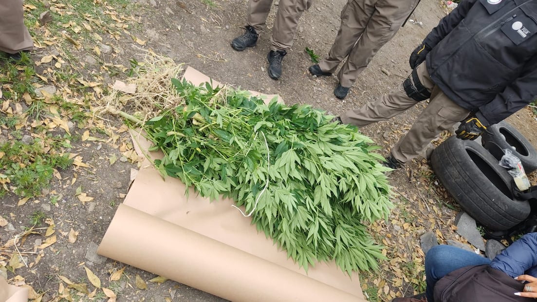 FGR decomisa plantío de marihuana en Tepeji del Río | Foto: especial