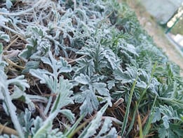 En gran parte de la entidad se registran heladas 