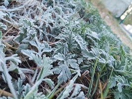 En gran parte de la entidad se registran heladas