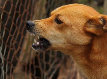 Hidalgo refuerza estrategias de salud pública y bienestar animal