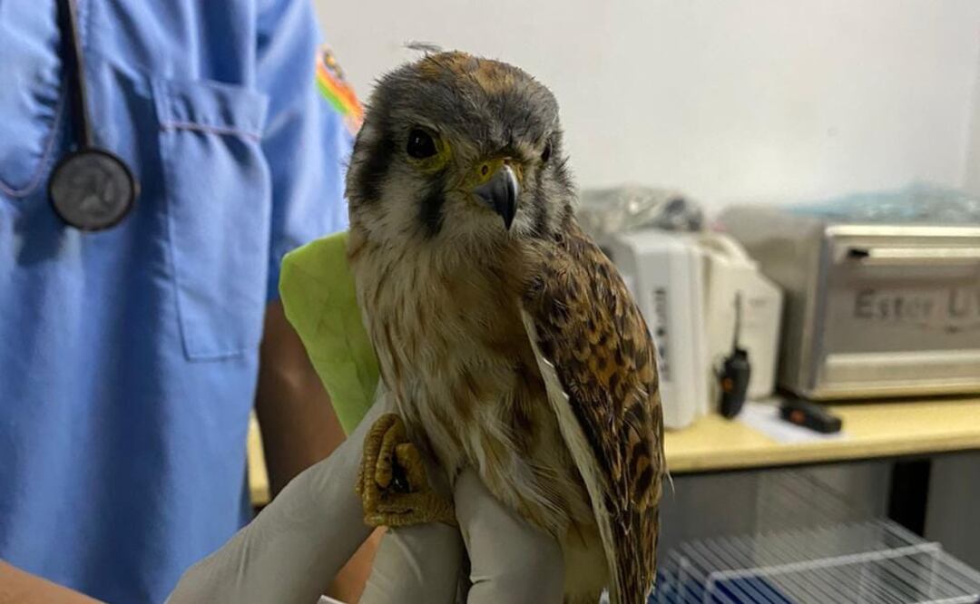 Facebook: Unidad de Rehabilitación de Fauna Silvestre Pachuca