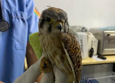 Rescatan a halcón herido tras colisión en el AIFA