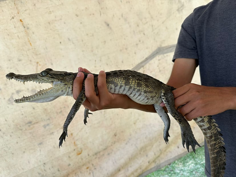 ¡De la afición a la conservación! Estudiante de la UAEH impulsa comercialización legal de fauna no convencional | Foto: UAEH