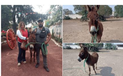 Rescatan a burrita maltratada en Tizayuca; fue comprada para evitar su maltrato