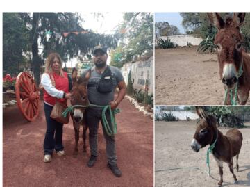 Rescatan a burrita maltratada en Tizayuca; fue comprada para evitar su maltrato