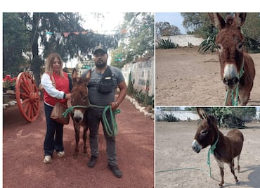 Rescatan a burrita maltratada en Tizayuca; fue comprada para evitar su maltrato