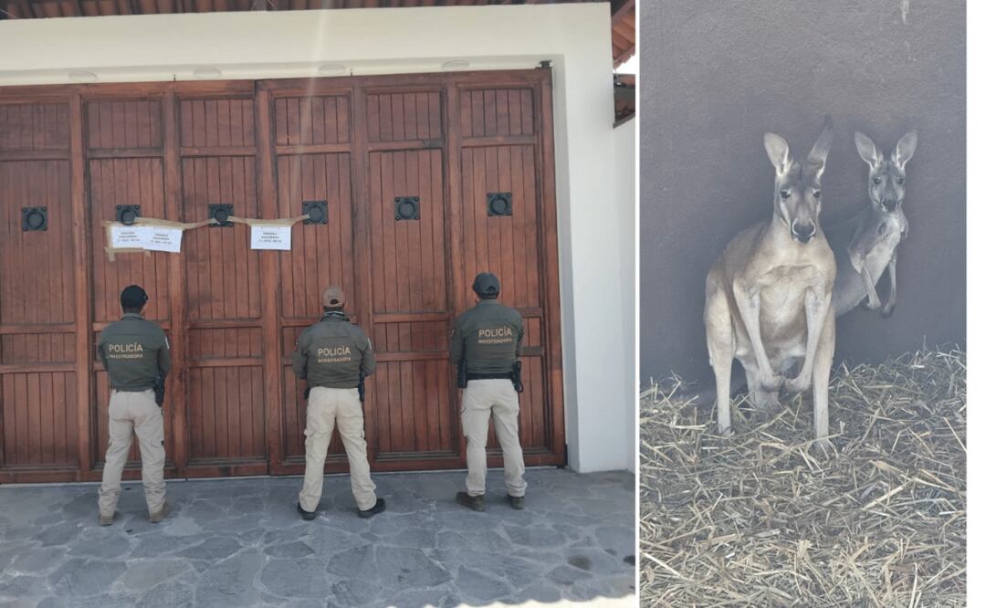 En operativo se confiscaron, drogas, armas y hasta un par de canguros I Foto: Especial