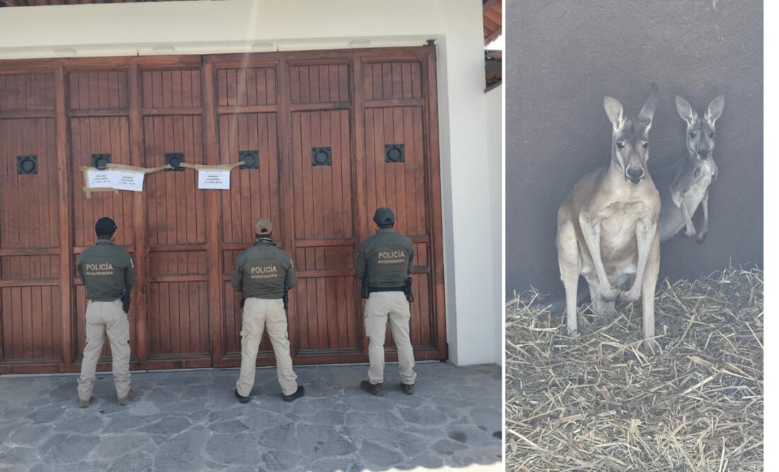 En operativo se confiscaron, drogas, armas y hasta un par de canguros I Foto: Especial