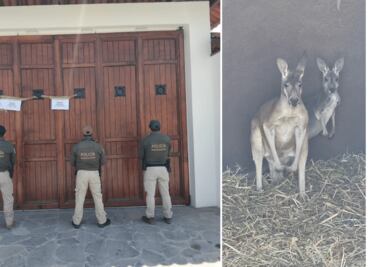 Detienen a siete personas en cateo en Tula; aseguran armas, droga y hasta un par de canguros