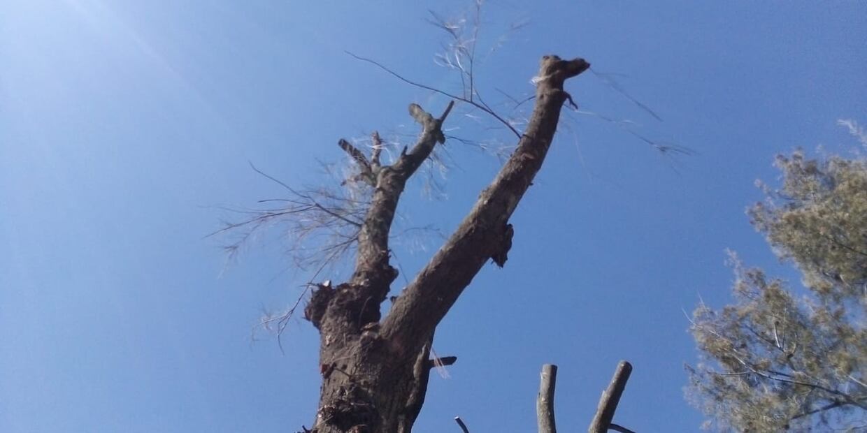 Plaga provoca derribo masivo de árboles en parques emblemáticos de Pachuca | Foto: Arturo Torres