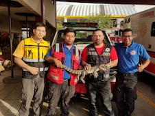 Aseguran cocodrilo en arroyo de Huejutla; investigan origen