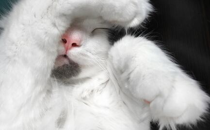 ¿Qué significa que los gatos se cubran la cara para dormir?