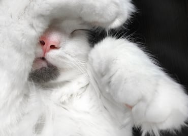 ¿Qué significa que los gatos se cubran la cara para dormir?