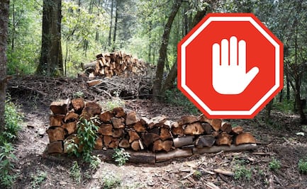 Cierran senderos del Parque Nacional El Chico por plaga forestal