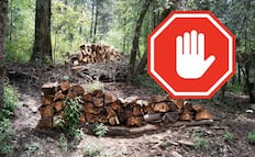 Cierran senderos del Parque Nacional El Chico por plaga forestal
